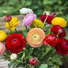 ranunculus